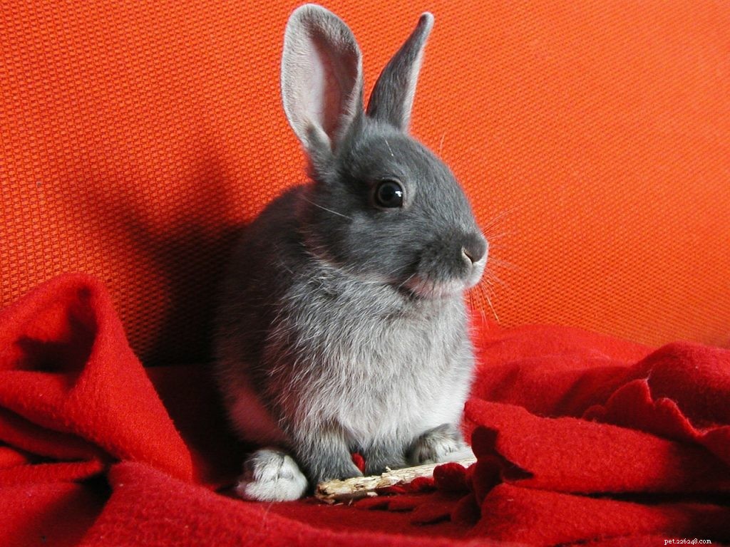 Di cosa hanno bisogno i conigli nella loro gabbia? 10 oggetti coniglietti essenziali e non essenziali