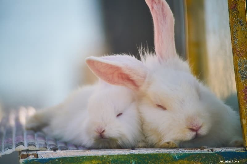Solo, gepaard of gegroepeerd:kunnen konijnen alleen leven of hebben ze gezelschap van dezelfde soort nodig?