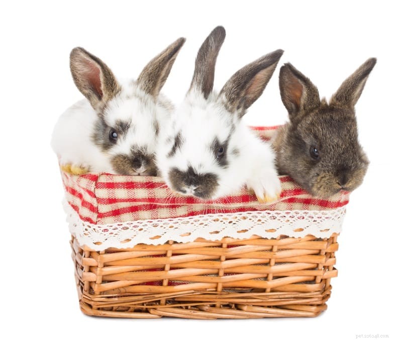 Лучшие игрушки для кроликов:15 самодельных и купленных в магазине вариантов