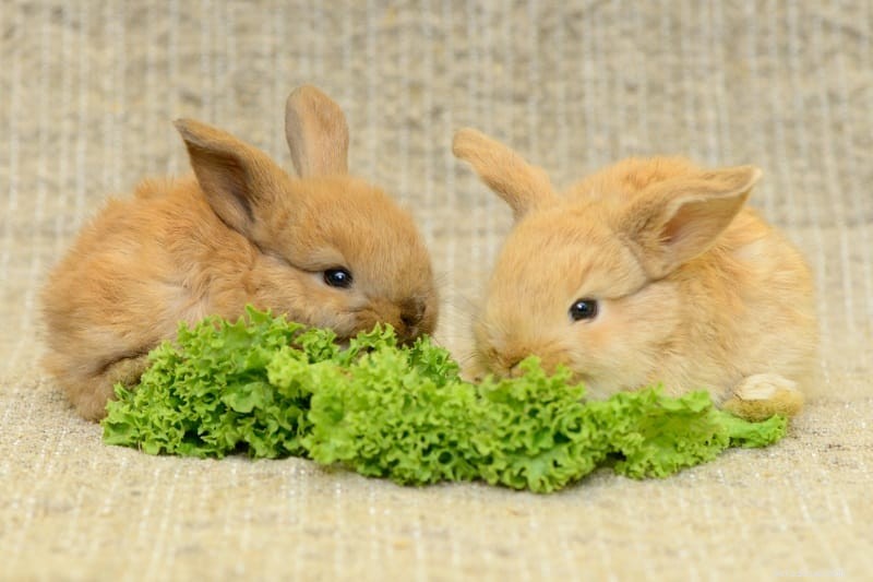 Hoe maak je je konijnen blij:12 manieren om ze bezig en blij te houden
