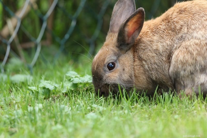 Hoe maak je je konijnen blij:12 manieren om ze bezig en blij te houden