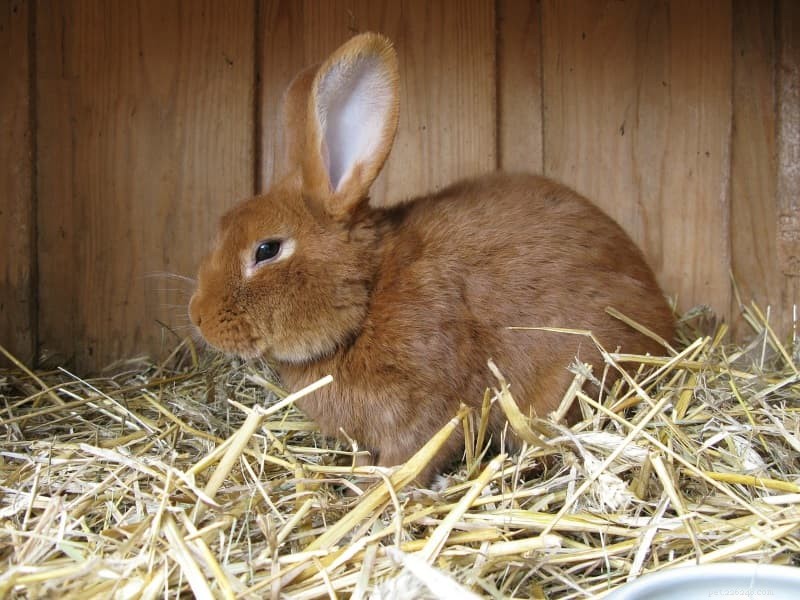 10 tipů na péči o venkovního králíka pro zimní období