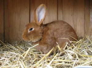 10 conseils pour l entretien des lapins à l extérieur pendant l hiver