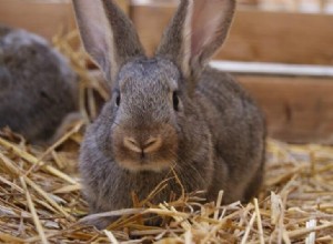 Comment nettoyer une cage à lapin :activités de nettoyage quotidiennes et hebdomadaires