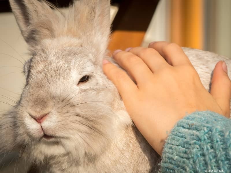 Por que os coelhos não são bons animais de estimação para crianças pequenas