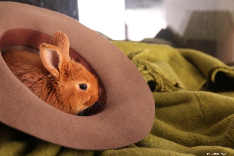 Как развлечь кроликов? 5 способов занять разум вашего кролика