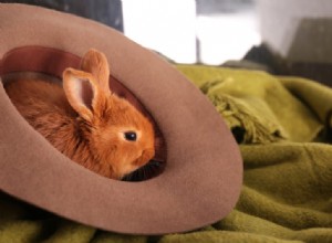 Comment divertir les lapins ? 5 façons d occuper l esprit de votre lapin