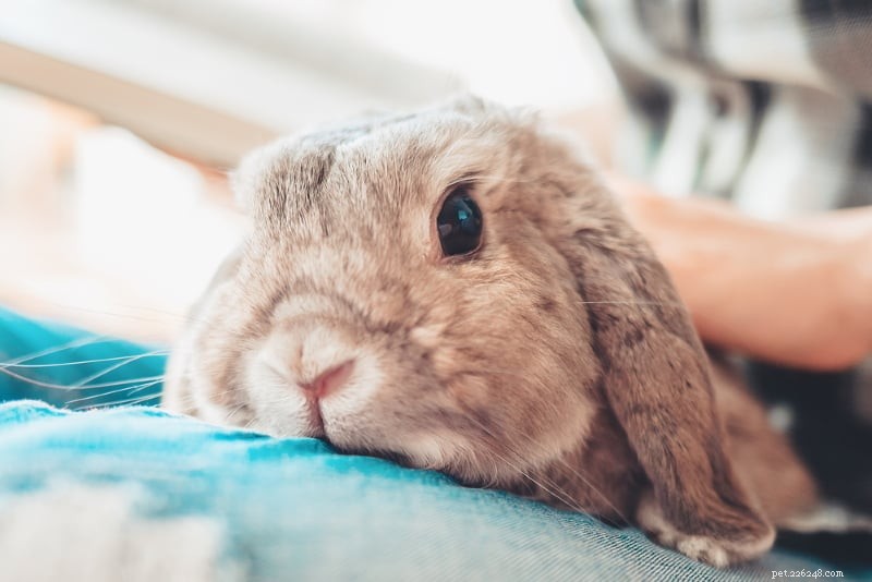 I conigli sono buoni animali? I pro ei contro di possedere conigli da compagnia