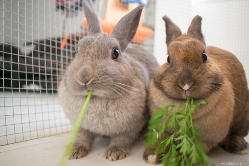 Jak zabavit králíky? 5 způsobů, jak zaměstnat mysl svého králíka