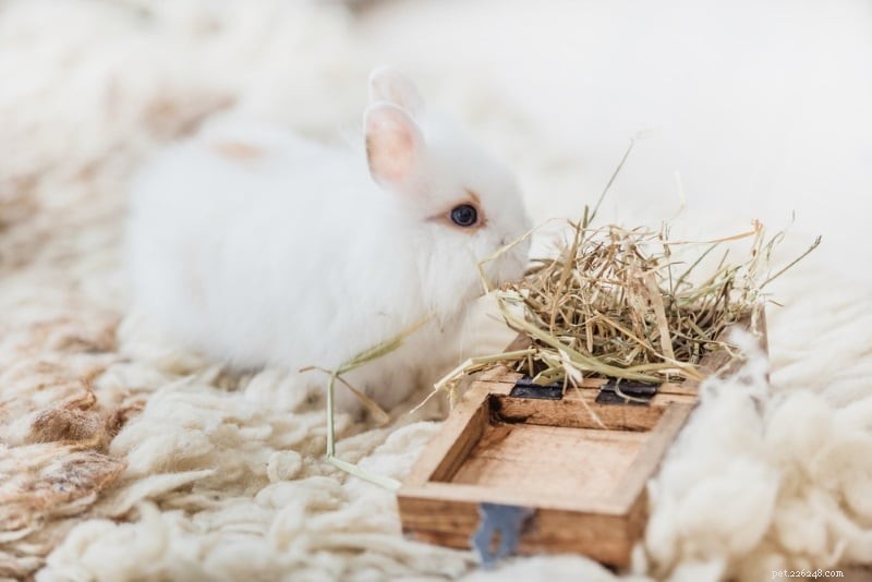 Chelista för kaninens första hjälpen-kit:23 artiklar att inkludera