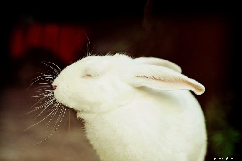I conigli sono buoni animali? I pro ei contro di possedere conigli da compagnia