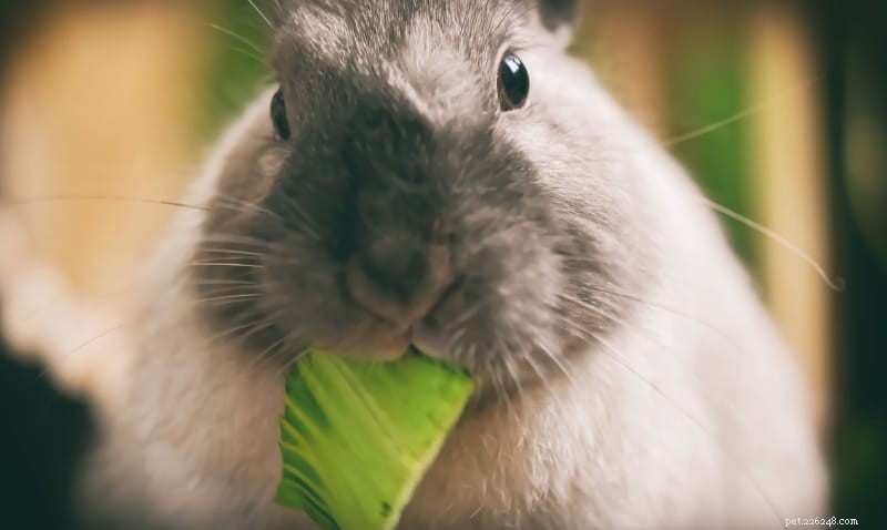 12 cose che devi sapere prima di adottare i conigli