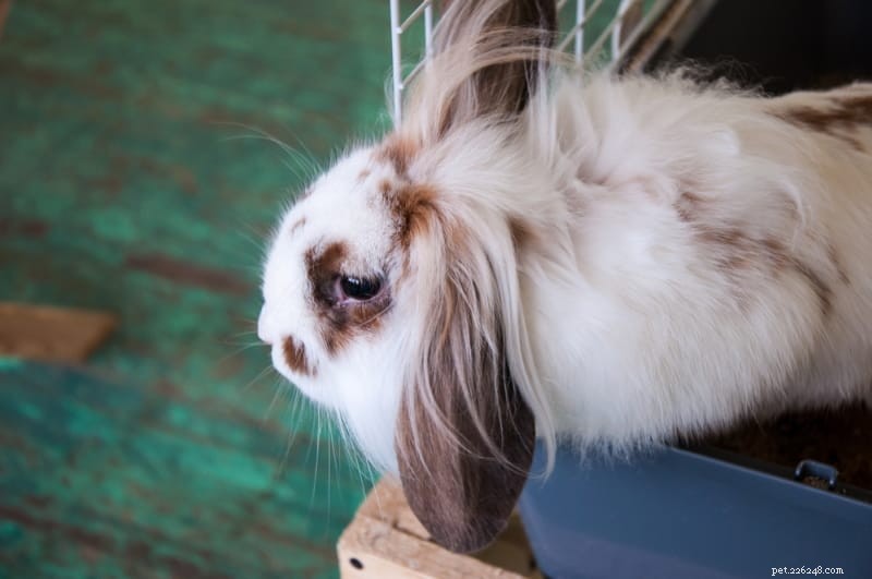12 dingen die je moet weten voordat je konijnen adopteert