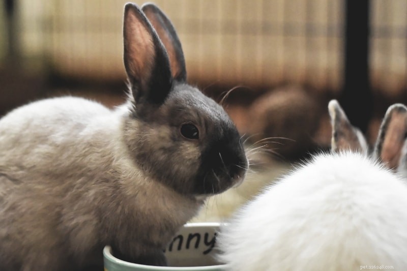 Советы по знакомству с домашними кроликами и как стимулировать сближение кроликов
