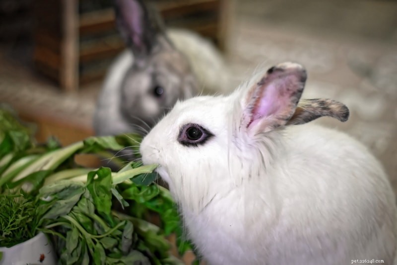 Tips om att introducera husdjurskaniner och hur man uppmuntrar bindning hos kaniner