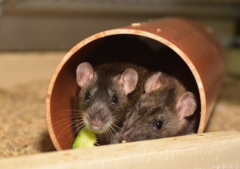 Limpando uma gaiola de rato:um guia sobre como limpar e manter a gaiola livre de odores