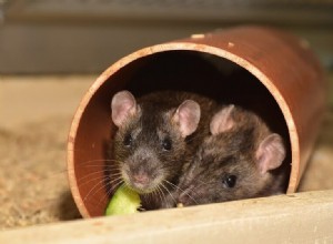 Čištění klece na krysy:Průvodce čištěním a udržováním klece bez zápachu