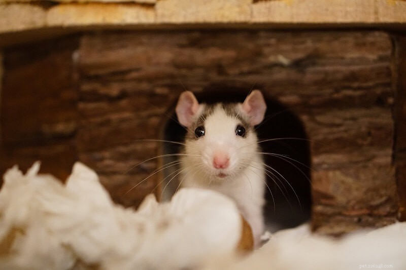 6 лучших клеток для крыс:найдите лучший дом для ваших питомцев