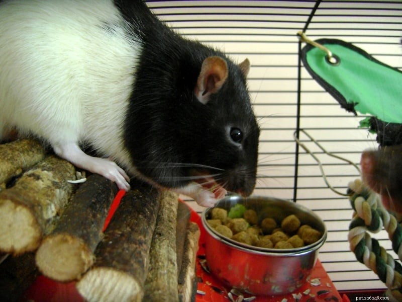 Příslušenství a dekorace klecí pro krysy pro pohodlný domov pro krysy