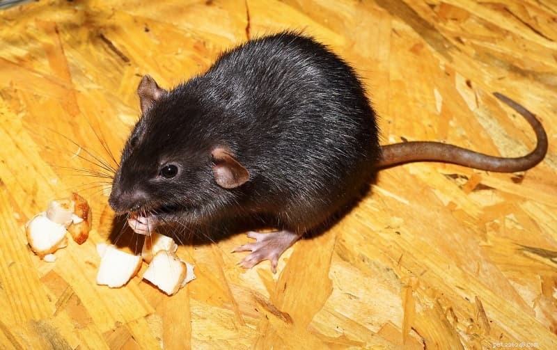 O que os ratos de estimação comem? Um guia para uma dieta saudável para seus ratos