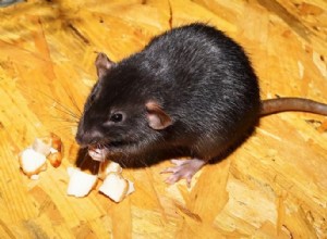 ペットのネズミは何を食べますか？あなたのラットのための健康的な食事へのガイド 