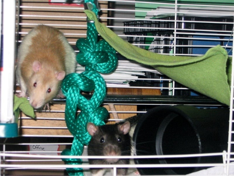 Accessori e decorazioni per gabbie per topi per una confortevole casa per topi