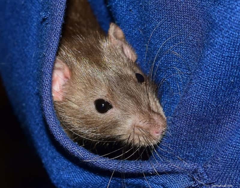 Hur du binder dig till dina råttor:5 bindningsaktiviteter du kan göra just nu