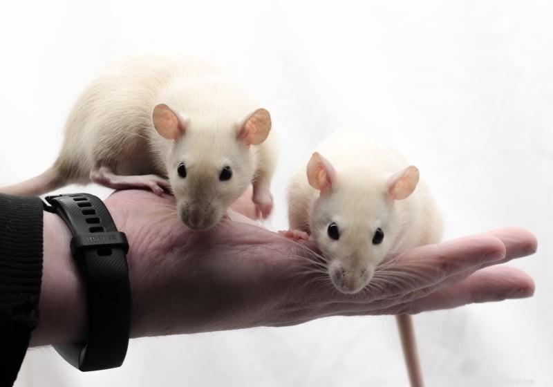 Hur du binder dig till dina råttor:5 bindningsaktiviteter du kan göra just nu