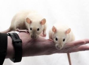 あなたのネズミと結合する方法：あなたが今できる5つの結合活動 