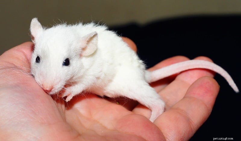 I topi possono vivere da soli? O il mio topo ha bisogno di un amico?