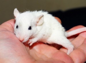 Os ratos podem viver sozinhos? Ou meu rato precisa de um amigo?
