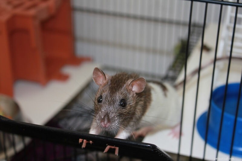 Hur du kulltränar dina råttor i tre enkla steg:En potträningsguide