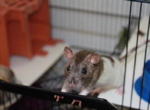 Como treinar seus ratos em 3 etapas fáceis:um guia de treinamento do penico