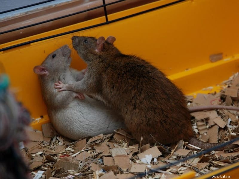 Понимание поведения крыс:мои крысы играют или дерутся?