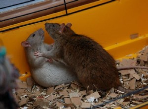 Porozumění chování krys:Hrají si moje krysy nebo se perou?