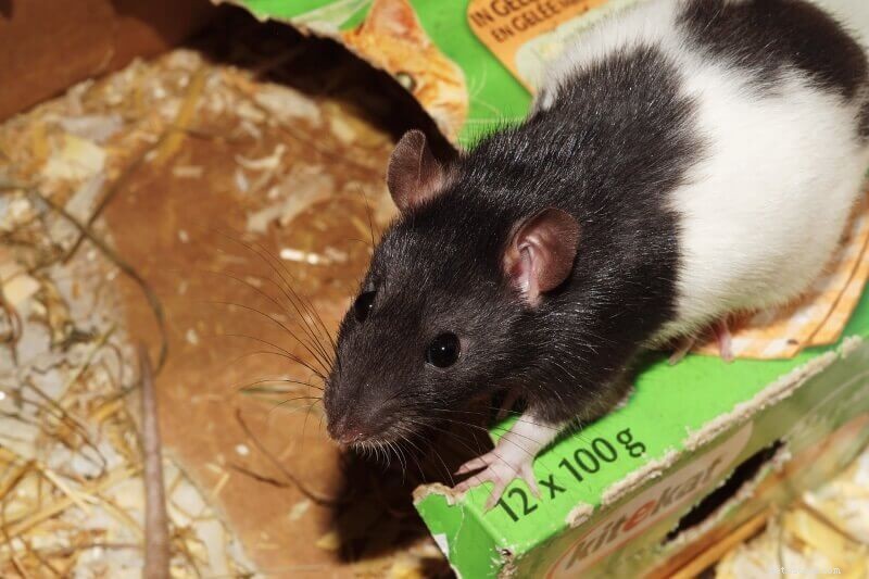 Идеи и советы по установке клетки для крыс, чтобы стимулировать активность