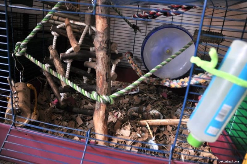 5 types de litière appropriés pour les cages à rats afin de garder nos rongeurs confortables