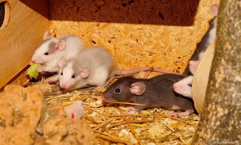 Pet Rat Care Guide 101:9단계의 쥐 관리