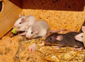 Pet Rat Care Guide 101:9단계의 쥐 관리