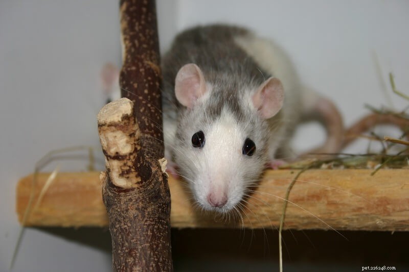 Ideias e dicas de configuração de gaiola para ratos para incentivar a atividade