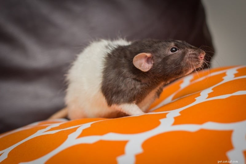 애완용 쥐 품종:당신의 애완용 쥐는 어떤 종류의 쥐입니까? 