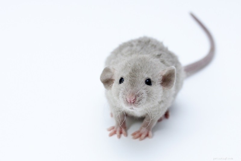 Råttsorter för husdjur:Vilken typ av råttor är dina husdjur?