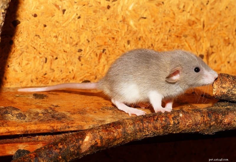 ペットのネズミの品種：あなたのペットはどのような種類のネズミですか？ 