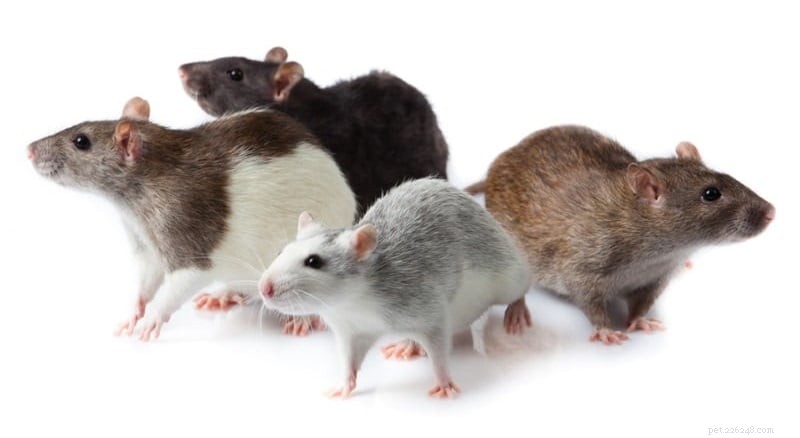 Variétés de rats de compagnie :quel type de rats sont vos animaux de compagnie ?