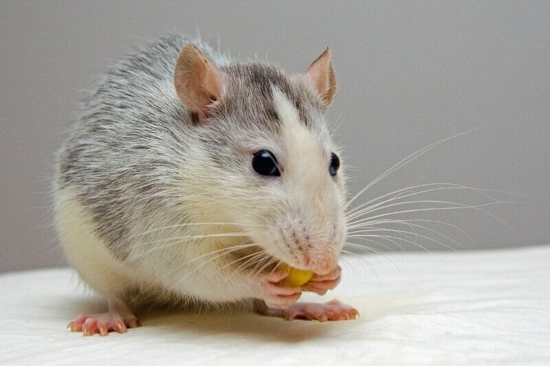 Råttsorter för husdjur:Vilken typ av råttor är dina husdjur?