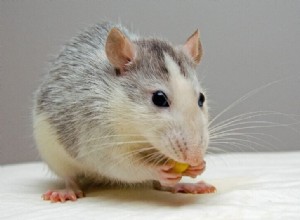 Odrůdy krys:Jaký typ krys jsou vaši mazlíčci?