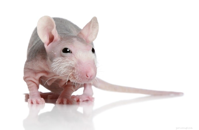 Variedades de ratos de estimação:que tipo de ratos são seus animais de estimação?