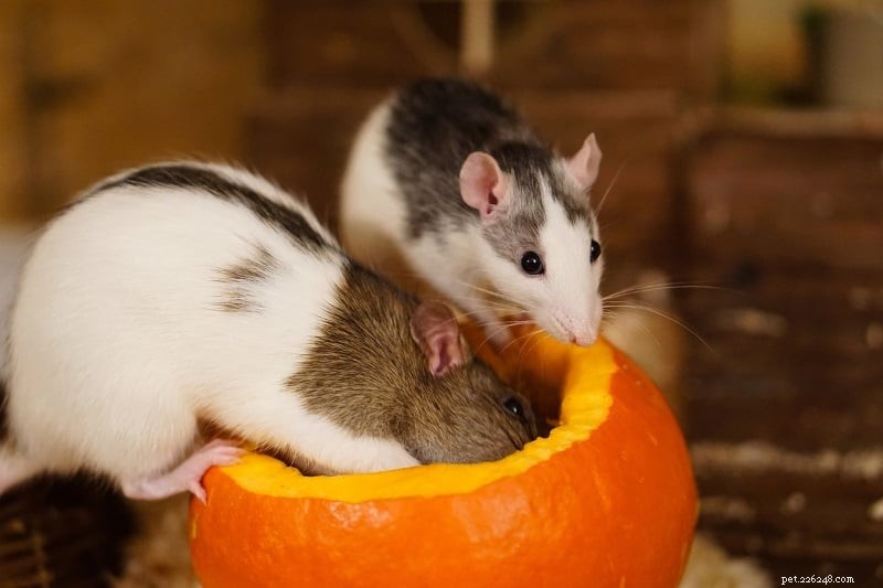 Melhores brinquedos para ratos:7 tipos de brinquedos para entreter seus ratos por horas