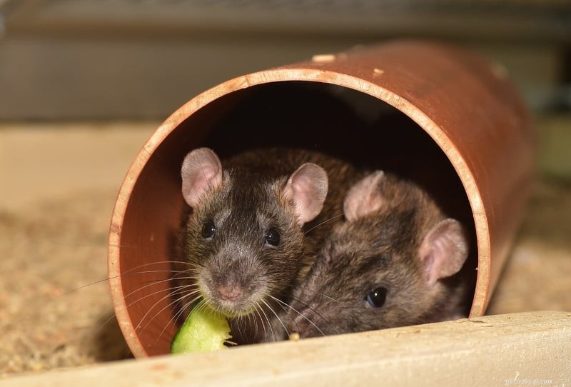 Hur man underhåller husdjursråttor:7 roliga idéer som dina råttor kommer att älska