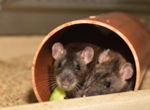 Jak zabavit krysy:7 zábavných nápadů, které budou vaše krysy milovat